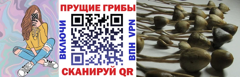 Псилоцибиновые грибы Psilocybe  Козьмодемьянск 